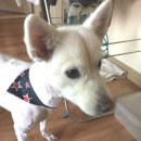 비비도리스 애견샵 이미지