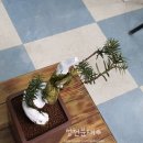 성천분재 이미지
