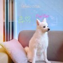 고성 애견동반펜션 풀펫 | 고성 애견펜션 강원도애견동반풀빌라 풀펫 POOLPET