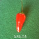 꼬추 이미지
