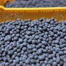 맛이 느껴지는 겨울 에너지 냉동블루베리 출고합니다. 이미지