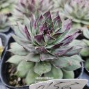 G0156 네이버블로그