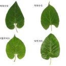 932 Daum카페