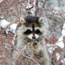 라쿤(Racoon) 이미지