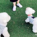 르메이애견 이미지