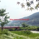 거례리 | [화천 가볼만 한곳] 강원도 숨은 힐링 스팟 화천 사랑나무