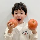 안동청송사과