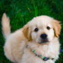 견생식탁 이미지