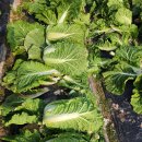 배추첫번째 시집보내기^^ 이미지