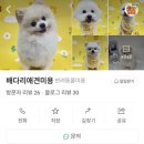 배다리 애견 미용 네이버블로그