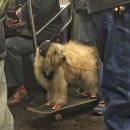 밈