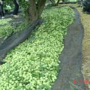 영흥농장 이미지