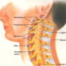 경추의 위치별 이상으로 인한 신체질환 이미지