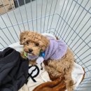 예림애견용품 아울렛 | 창고형 마트 디데이 산타 아울렛 화성/김포점 둘 다 가본 후기