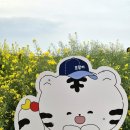 꽃밭에서 | 포항 유채꽃 아직 볼 수 있을까? 호미곶 해맞이광장 마지막날 후기