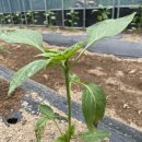 보은반점 이미지