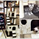 펫 스토리[Pet Story] 이미지