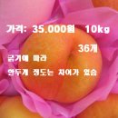 영덕 꿀맛나는 황도,백도 복숭아를 산지직송 판매 합니다~~ 이미지