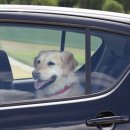 상대원 동물병원 이미지