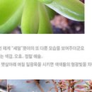 피니진 네이버블로그
