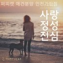 퍼피캣 애견분양 인천가좌점 이미지
