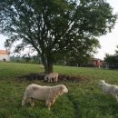 신기목장 이미지