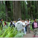 레드우드 이미지