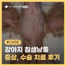서초동물병원 | 서초 동물병원 강아지 침샘낭종 증상, 수술 치료 후기