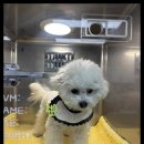 대천동물병원 이미지