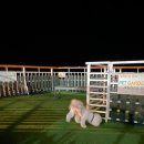 퀸 애견 이미지