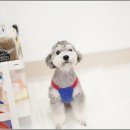 서면애견미용 맘바이 강아지 미용실 이미지