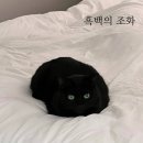 골드앤스노우월드와이드 | 모델 컴카드 완전 정복 에이전시 투어 전 캐스팅 디렉터가 실제로 보는 컴카드 만드는 법