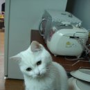 까꿍이 Daum카페