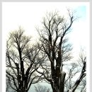 2012년 3월 8일(목)호랑이띠 출석부 ** 나는 나무처럼 살고 싶다 ** 이미지