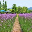 금마늘마을 이미지