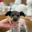 포항애견 이미지