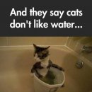 목욕하는고양이 이미지