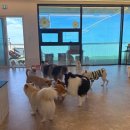 하이멍뭉 이미지