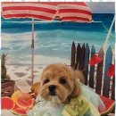 펫러버 그루밍 이미지