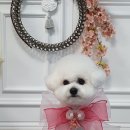 애견미용 나나엄마 이미지