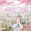 권선구 도청 | 수원 벚꽃 명소ㅣ수원 벚꽃 개화시기ㅣ경기도청 옛청사, 화성 행궁, 경기 상상캠퍼스