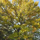 한솔동_첫마을 7단지 정문 버스정류장인근 | 보은 가볼만한 곳 보은우당고택 선병국 가옥 단풍 풍경