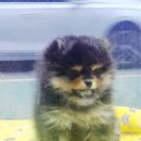 후니네멍멍이 이미지