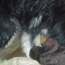 하누까까 이미지