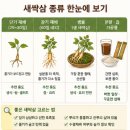 작물과학원 | 새싹삼 효능 먹는방법 요리 종류 아기 임산부 먹어도 되나요?