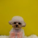 김해애견미용 맘바이 강아지 미용실 | 일산애견미용, 1:1로 케어를 해주는 : 일산애견미용 맘바이 강아지미용실