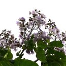 오동나무 이미지