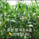 홍천 찰 🌽 옥수수 판매합니다 이미지