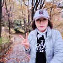 전주 완산칠봉 애기단풍 이미지