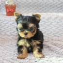 울산 제이앤독 애견샵 이미지